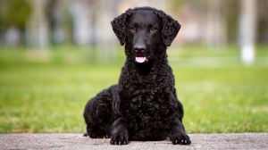 Curly coated retriever : Origine, Description, Prix, Sant, Entretien, Education