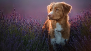 Combien cote un de Nova scottia duck tolling retriever