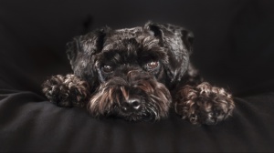 Acheter un chien Schnauzer nain adulte ou retrait d'levage