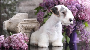 Sealyham Terrier : Origine, Description, Prix, Sant, Entretien, Education