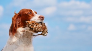 Acheter un chien Irish red and white setter adulte ou retrait d'levage