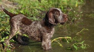 Elevages de Spinone