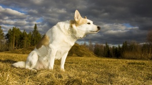 Combien cote un de Spitz de norrbotten