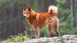 Élevages de Finnish spitz