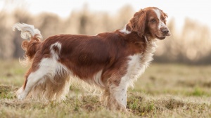 Adopter un chiot Springer gallois