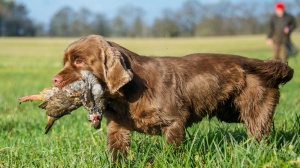 Élevages de Sussex spaniel