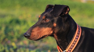 Acheter un chien Manchester terrier adulte ou retrait d'levage