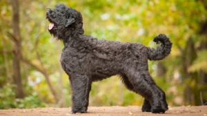 Elevages de Black russian terrier