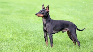 English toy terrier, black and tan : Origine, Description, Prix, Sant, Entretien, Education