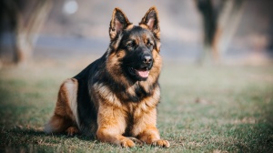 Adopter un chiot Berger allemand  poil long