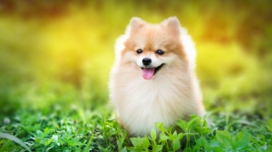 Combien cote un de Pomeranian