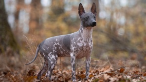 Annonces de reproducteurs de race American hairless terrier