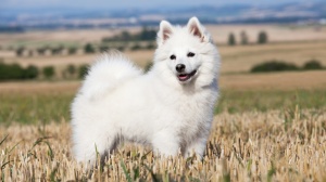 Acheter un chien Grand spitz adulte ou retrait d'levage