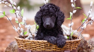 Curly White Angels, levage de Caniche Nain