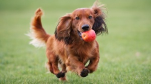 Acheter un chien Teckel nain poil long adulte ou retrait d'levage