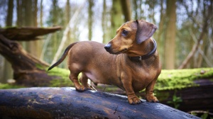 Elevages de Teckel de chasse au lapin poil ras