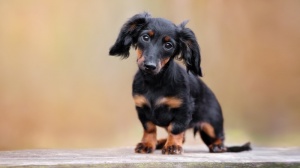 Acheter un chien Teckel de chasse au lapin poil long adulte ou retrait d'levage