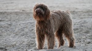 Adopter un chiot Chien d'eau portugais poil long et ondul