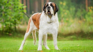 Chien du mont saint-bernard poil court : Origine, Description, Prix, Sant, Entretien, Education