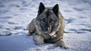 Élevages de Chien d'lan norvgien gris