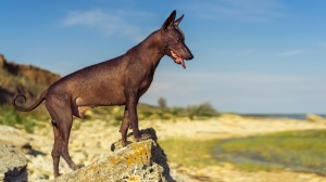 Acheter un chien Xoloitzcuintle taille intermdiaire adulte ou retrait d'levage