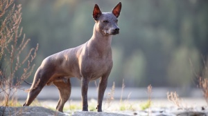 Élevages de Xoloitzcuintle taille miniature