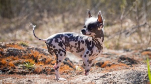 Combien cote un de Chien nu du prou (petit)