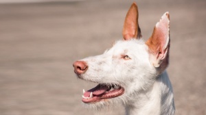 Élevages de Podenco d'ibiza poil dur