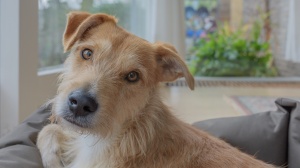 Combien cote un de Chien de garenne portugais (grand) poil long et dur