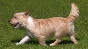 Elevages de Chien de garenne portugais (petit) poil long et dur