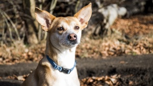 Acheter un chien Chien de garenne portugais (grand) poil court et lisse adulte ou retrait d'levage