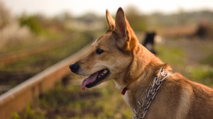 Combien cote un de Chien de garenne portugais (moyen) poil court et lisse