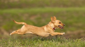 Adopter un chiot Chien de garenne portugais (petit) poil court et lisse