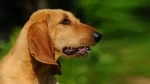 fiche de race du Chien courant italien poil dur