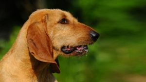 Combien cote un de Chien courant italien poil dur