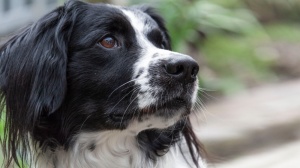 Élevages de Chien d'arrt frison