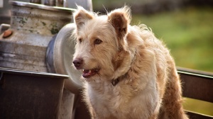 Acheter un chien Barbado da terceira adulte ou retrait d'levage