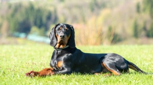 Élevages de Chien courant polonais