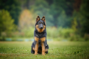 Adopter un chiot Berger de bohme