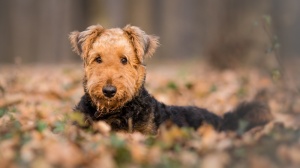 Airedale terrier : Origine, Description, Prix, Sant, Entretien, Education