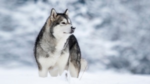 Elevages d'Alaskan malamute