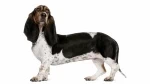 fiche de race du Basset artesien normand