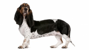 Combien cote un de Basset artesien normand