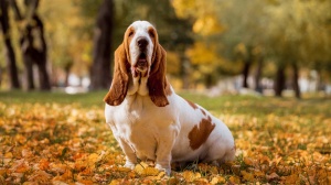 Adopter un chiot Basset hound