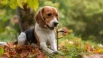 fiche de race du Beagle