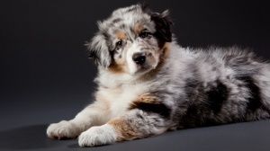 Adopter un chiot Aussie