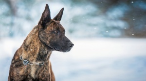 Acheter un chien Berger hollandais  poil court adulte ou retrait d'levage