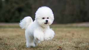 Adopter un chiot Bichon  poil fris