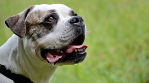 Acheter un chien Bouledogue americain adulte ou retrait d'levage