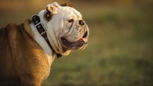 Cattery British Family, levage de Bulldog